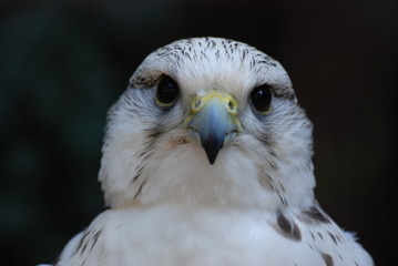 oiseau de proie