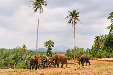 Herd of asian elephants. Pinnawela. Sri Lanka.