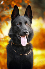 black shepherd dog on the background of autumn