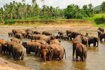 Fototapeta na wymiar Stado słoni azjatyckich. Pinnawela. Sri Lanka.