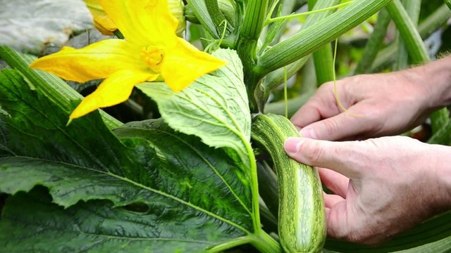 harvesting zucchini