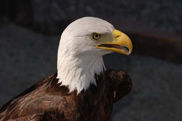 Fototapeta premium rapace