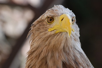rapace
