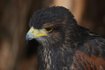 Obraz premium rapace