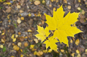 Осенние листья клёна