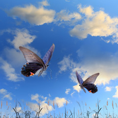 Fototapeta na wymiar Butterfly i piękne niebo i chmury
