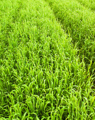 Dense shoots of barley