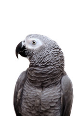 Obraz premium An African Grey Parrot isolated on a white background