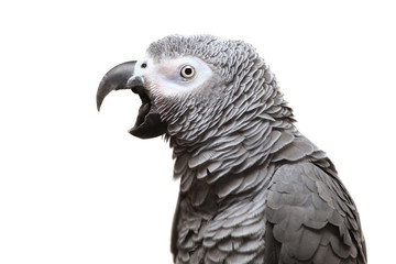 Naklejka premium An African Grey Parrot isolated on a white background