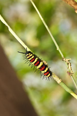 Caterpillar