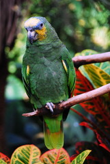 A Green Parrot sitting on a branch