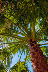 Obraz premium palm detail