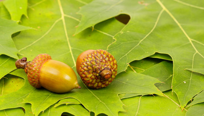 two acorns on oak leaves