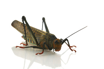South-American Grasshopper
