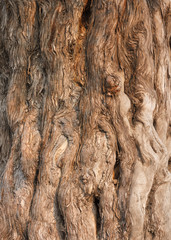 Bark of the Nine Dragon Juniper (Juniperus Chinensis)
