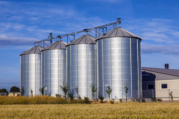 Fototapeta na wymiar four silver silos in corn field