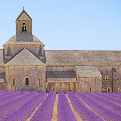 Senanque Abbey blooming lavender flowers detail. Gordes, Luberon