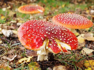 Toadstool mushroom, isolated, closeup in the grass