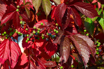 Wild grape in automn © AnnaMoskvina