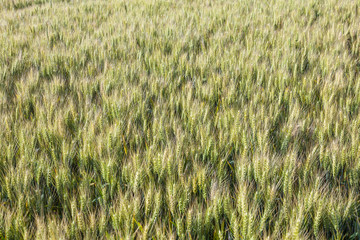 corn field in detail