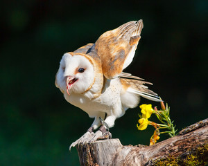 Barn Owl