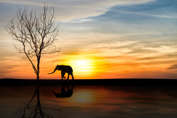 Silhouette elephants over sunset