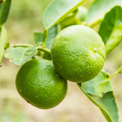 Fresh lime with green leaf.