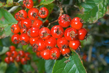 Berries of hawthorn 11