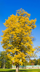 Fototapeta premium autumn tree