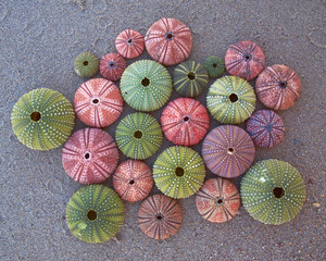 variety of colorful sea urchins on the beach