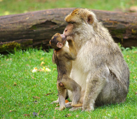 Obraz premium bébé animal - macaque de barbarie