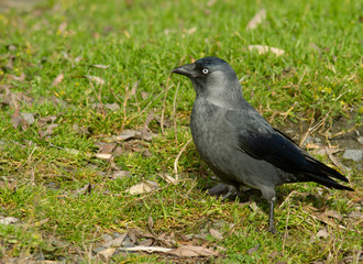 Jackdaw