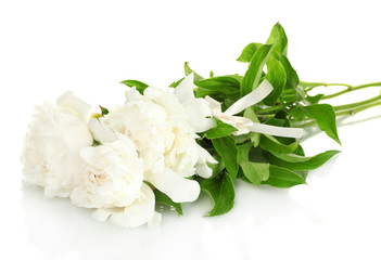 beautiful peonies with bow isolated on white