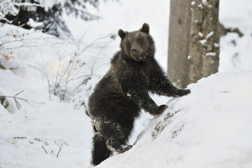 Obraz premium Bär im Schnee