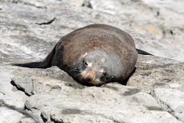 One sea lion lying on rock