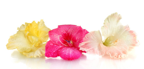 beautiful buds of colorful gladiolus isolated on white close-up