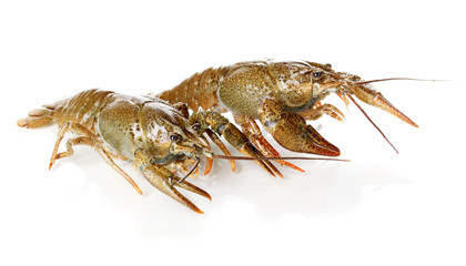 Alive crayfishes isolated on white close-up