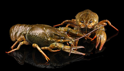 Alive crayfishes isolated on black close-up