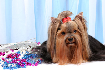 Beautiful yorkshire terrier on background fabric