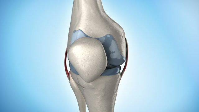 Human knee anatomy rotation