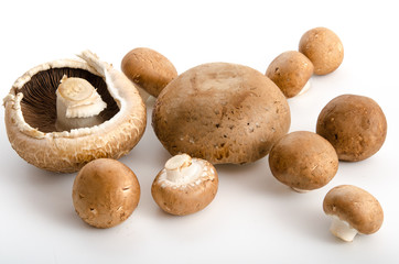 Braune Kulturchampignons