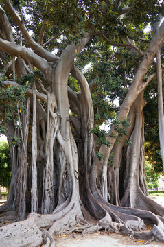 Ficus Macrophylla in the Villa Garibaldi of Palermo in Sicily