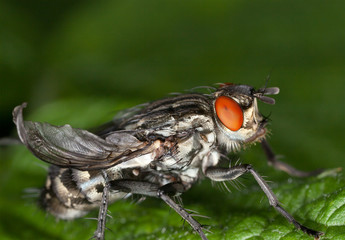 Fliegendetails stark vergr&ouml;&szlig;ert