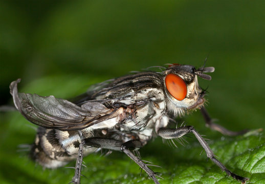 Fliegendetails stark vergr&ouml;&szlig;ert