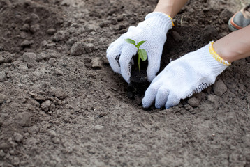 Human hands planting green small plant