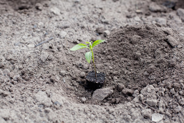  seedlings in the garden