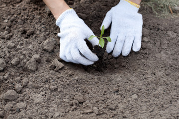 Human hands planting green small plant