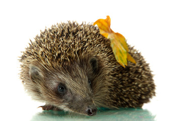 Hedgehog with autumn leaf, isolated on white