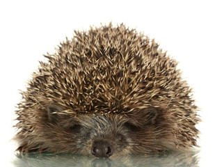 Hedgehog, isolated on white