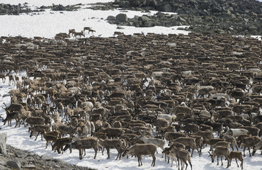 Herd of reindeers